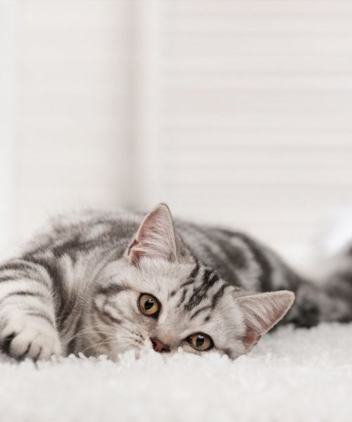 How_to_get_cat_urine_smell_out_of_carpet_1024x